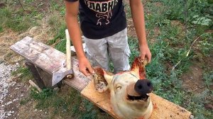 отрубленая свиная голова