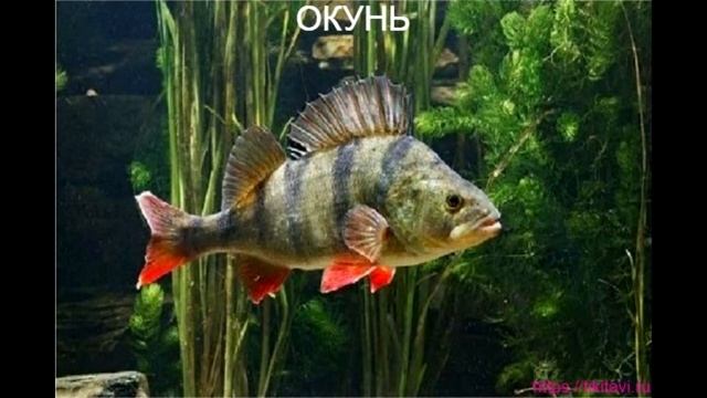 Рыбы по алфавиту от а до я смотреть онлайн