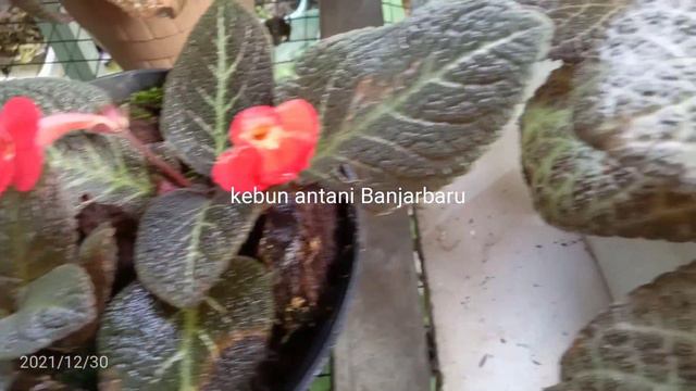Time to breeding ( episcia Adam ribs, hybrid, dkk ) смотреть онлайн
