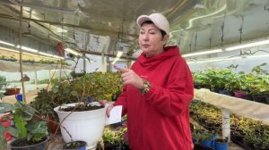 Зимовка Френч Болеро и Невесты.