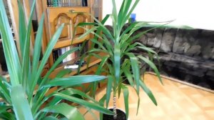 Юкка выросла большой.