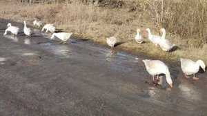 Всё дорожает и зерно . Гуси мамуты