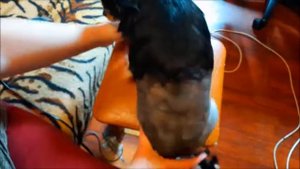 Стрижка чихуа-хуа от жары.