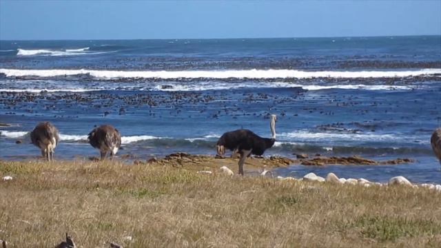 SOUTH AFRICA -Cape Of Good Hope смотреть онлайн