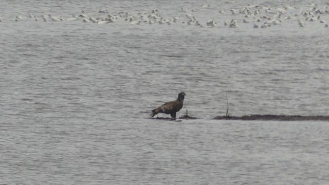 Panasonic DMC-FZ300 Testing смотреть онлайн