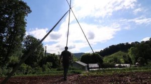 Trellis Tomatoes FOR FREE Using Bamboo and Prevent Blight From Destroying Your Crop!