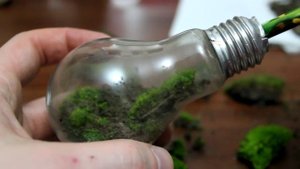Террариум в лампочке