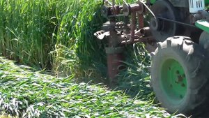 Покос озимой пшеницы на сено -2021