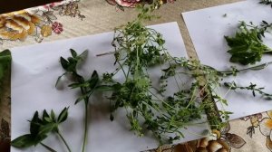 Сорняки для попугаев, или какую траву можно давать попугаям.