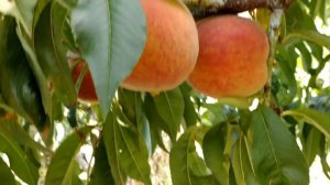 Персик Авалон Прайд. Рeach Avalone Pride. Стійкий до кучерявості, середньоранній сорт.