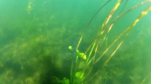 Озеро Мунозеро. 22.07.2014