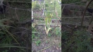 Квочка с цыплятами