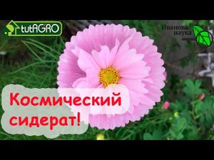 Азбука сидератов. Ч.3. Альтернативный сидерат КОСМЕЯ. ВМЕСТО ГОРЧИЦЫ - ОГРОМНАЯ польза КОСМЕИ.