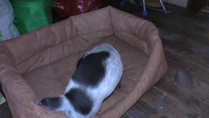 Щенок русского спаниеля приехал в новый дом.