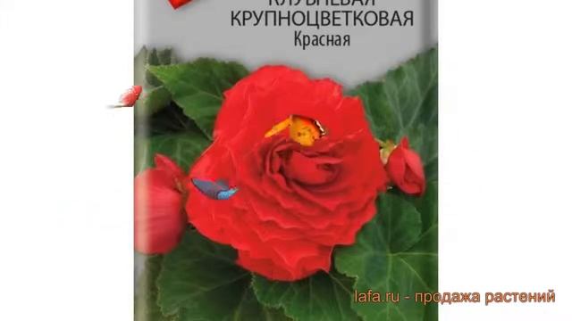Бегония клубневой Крупноцветковая Красная ? обзор: как сажать, семена бегонии