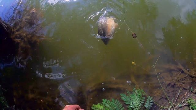 Рыбалка из детства. Ловля КРУПНОГО карпа на РЕЗИНКУ #рыбалка#familyfishing#карп#РЕЗИНКУ# смотреть онлайн