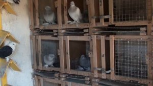 ОБРАБОТКА ГОЛУБЯТНИ ОДНОХЛОРИСТЫМ ЙОДОМ. СМОТРЕТЬ ДО КОНЦА. PIGEONS.