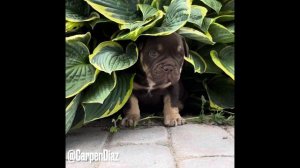 Староанглийский бульдог