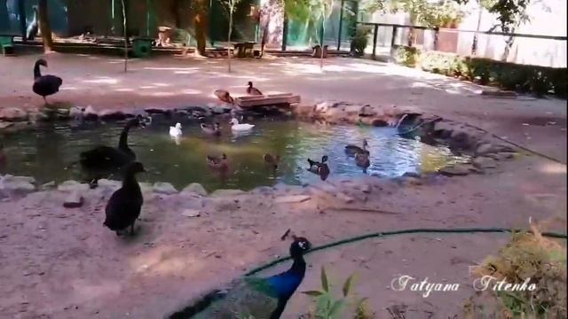 Заповедник АСКАНИЯ-НОВА Сентябрь 2020 ASKANIA-NOVA Nature Reserve  2020  "В старом парке" -Э.Туниян