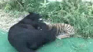 Пантера и тигренок