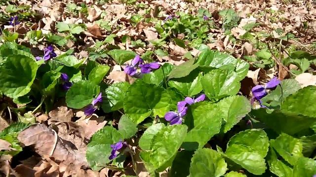 Фиалка или виола (Viola) лесные цветы смотреть онлайн