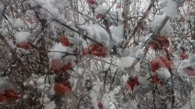 Красавица Зима в Лесу.Псковская область город Великие Луки.Природа.Засыпало все снегом