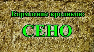 Кормление кроликов: СЕНО