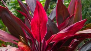 Что Кордилина принесет в дом? Приметы и суеверия о Кордилине.