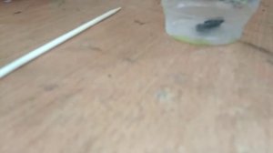 Разложение перекиси водорода.