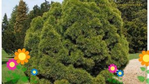 Сосна обыкновенная Глобоза Виридиз. Краткий обзор, описание pinus sylvestris Globosa Viridis