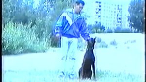 Как научить собаку командам. Обучение собаки основным командам