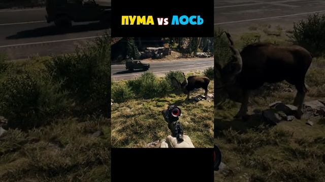 Лось против Пумы в far cry 5