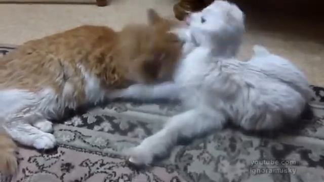 Котенок и ягненок смотреть онлайн