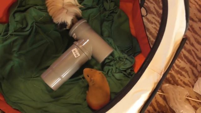 Уборка в стеллаже/Воняют ли свинки/Как часто мыть клетку/генеральная уборка в клетке/Уборка клетки смотреть онлайн