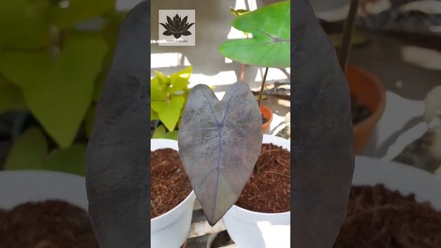 💚Colocasia Black Magic🖤 Mashallah