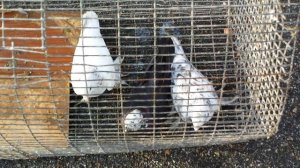 Цены на голубей. Птичий рынок. Ставрополь.