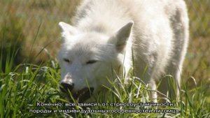 Собаку рвет желчью и она отказывается от еды