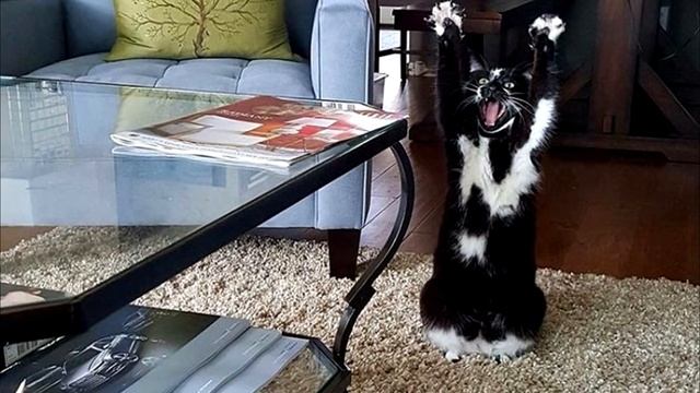 Каждый раз когда фотографируют эту кошку, она подымает лапки вверх смотреть онлайн