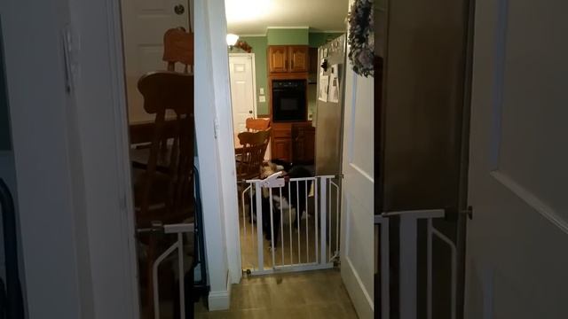 Dog opening gate