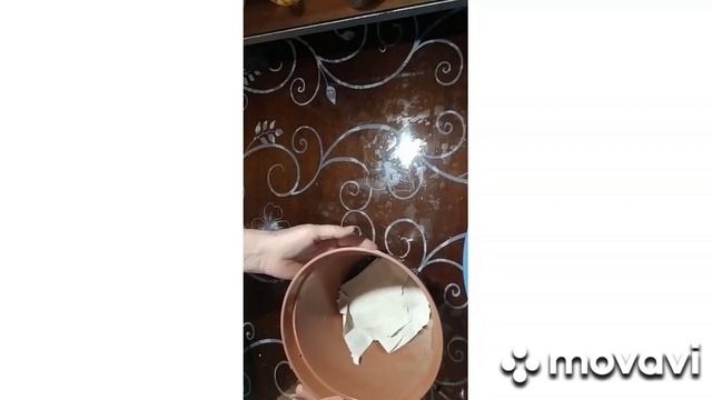 все о моих фуксиях, дерево из фуксии на штамбе