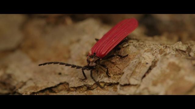 MACROWORLD 4K | Short Film by Digitalsly | #МАКРОМИР