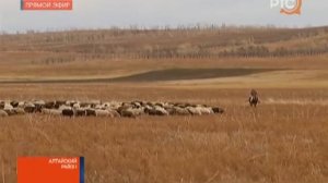 Фермеры Хакасии стараются создать все условия для чабанов