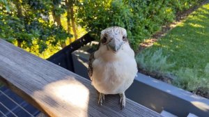 Our wild kookaburra drops in for a visit. Pats ensue.