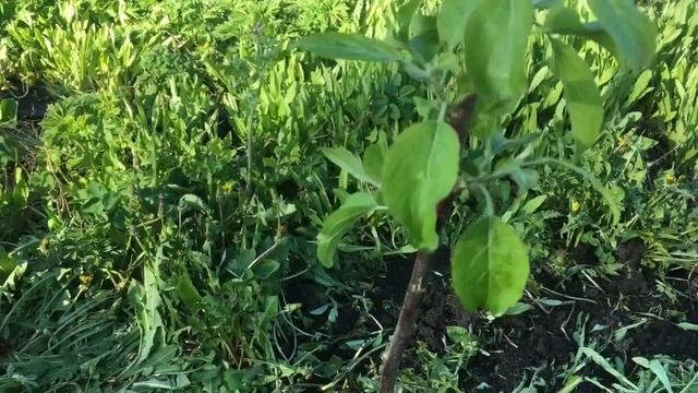 ПОЗДНЯЯ ПРИВИВКА ЯБЛОНИ/ СПОСОБ ПЕРЕВОЗКИ ЧЕРЕНКОВ/ ПОСАДКА ЧЕРЕШНИ И ЯБЛОНЬ.