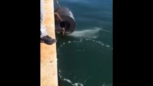 В каналы Венеции вернулась чистая вода