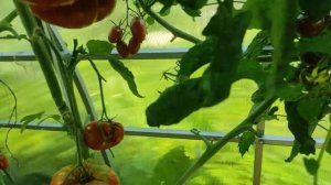 31.08.22.Дача.Теплица..вкуснейшие томаты?
