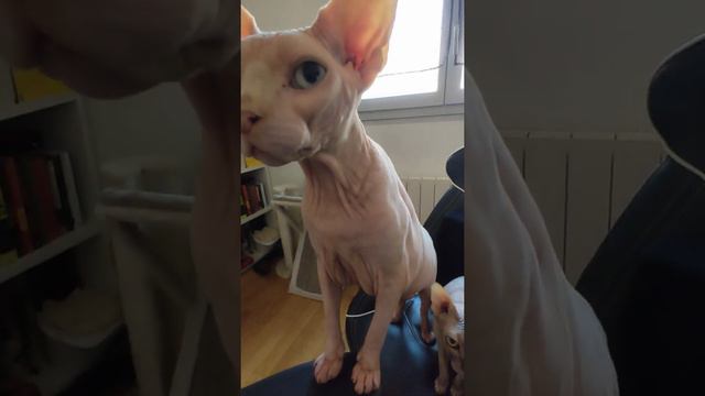 Special Treat For Sphynx After Their Bath