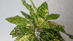 Кротон Gold Sun и каллизия Pink Lady