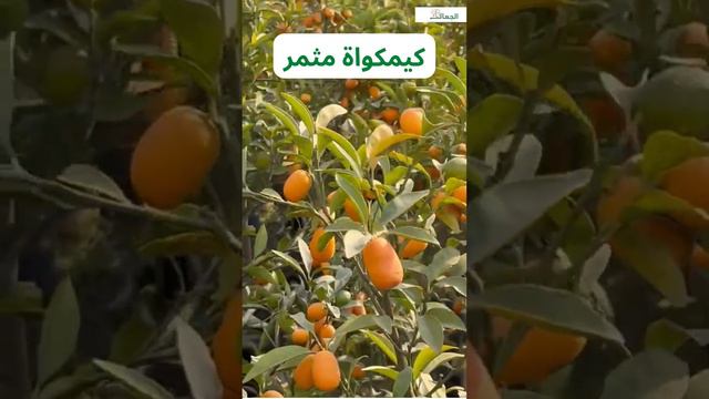 كيمكواة مثمر شتلات الكيمكواة المثمر