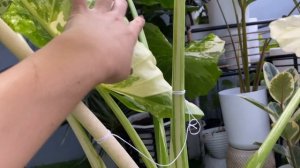 VARIEGATED ALOCASIA/ELEPHANT EAR REPOTTING & CARE TIPS| ROMA SO